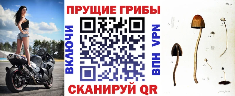 блэк спрут   Салехард  Галлюциногенные грибы Psilocybe 